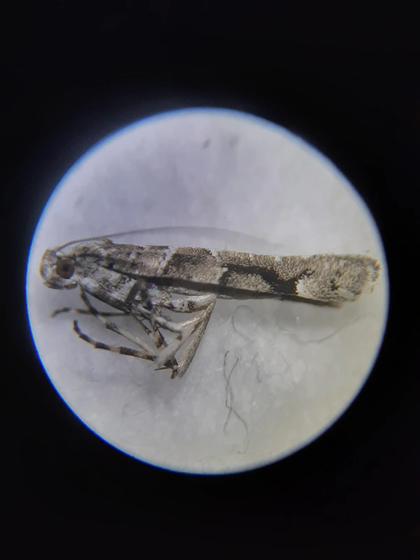 Gracillaria loriolella - északi keskenymoly