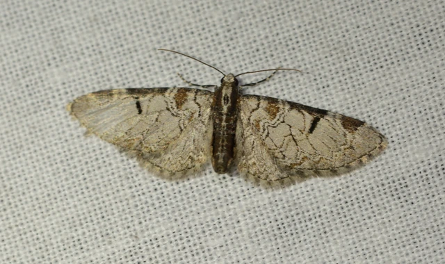 Eupithecia insigniata - hálózatos törpearaszoló