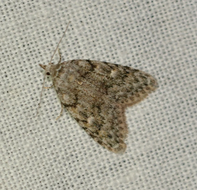 Nola cicatricalis - szürke pamacsosszövő