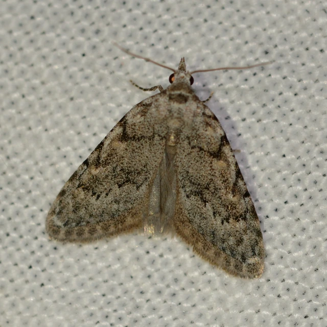 Nola cicatricalis - szürke pamacsosszövő