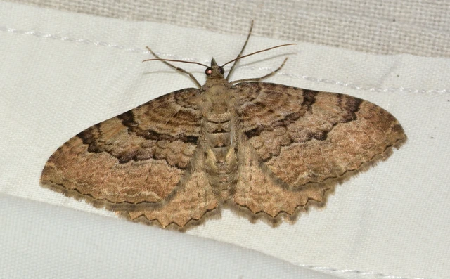 Hydria cervinalis - őzbarna araszoló