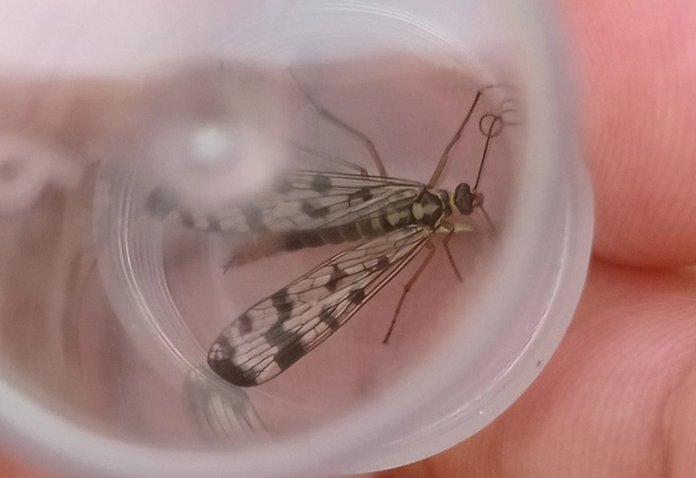 Panorpa communis/vulgaris