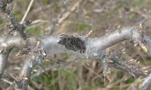 Eriogaster catax - sárga gyapjasszövő