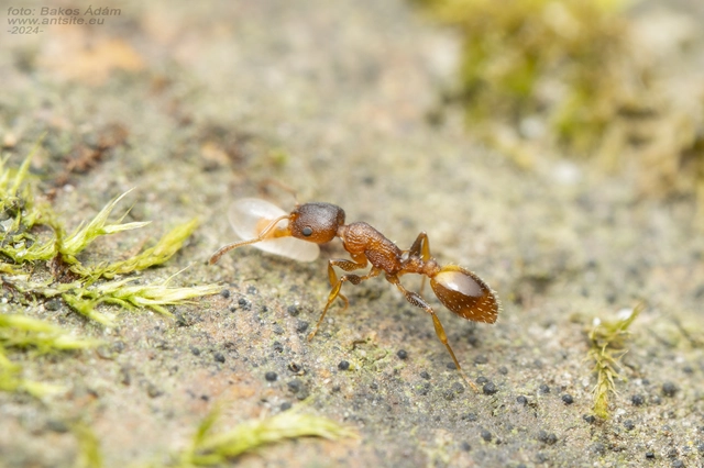 Temnothorax affinis - erdei kéreghangya