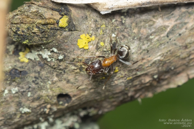 Liometopum microcephalum - tölgyfahangya