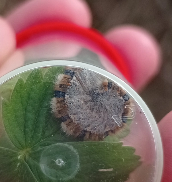 Lasiocampa quercus - tölgyfaszövő