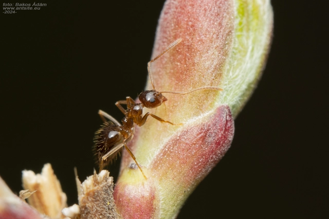 Prenolepis nitens - ragyogóhangya