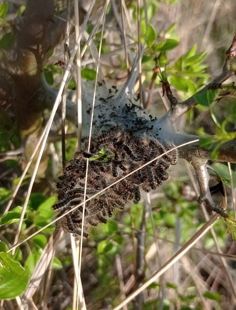Eriogaster catax - sárga gyapjasszövő