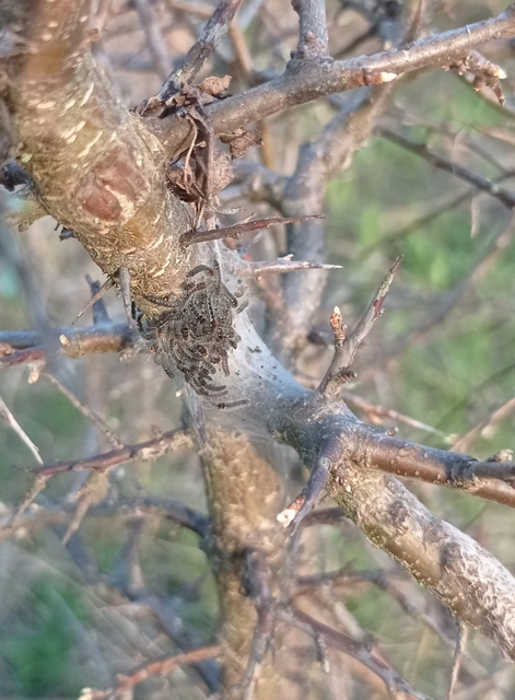 Eriogaster catax - sárga gyapjasszövő