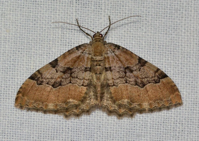 Hydria cervinalis - őzbarna araszoló