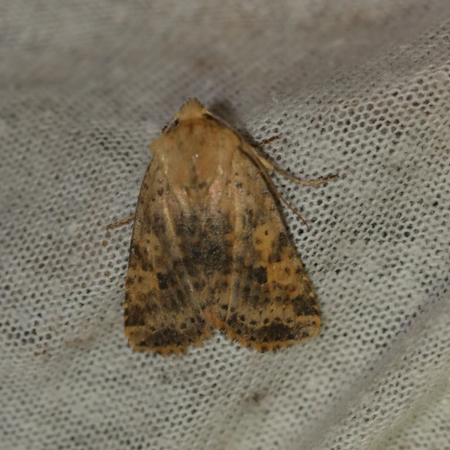 Conistra rubiginea - vörös őszibagoly