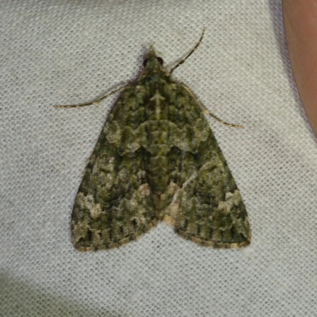 Chloroclysta siterata - salátazöld araszoló