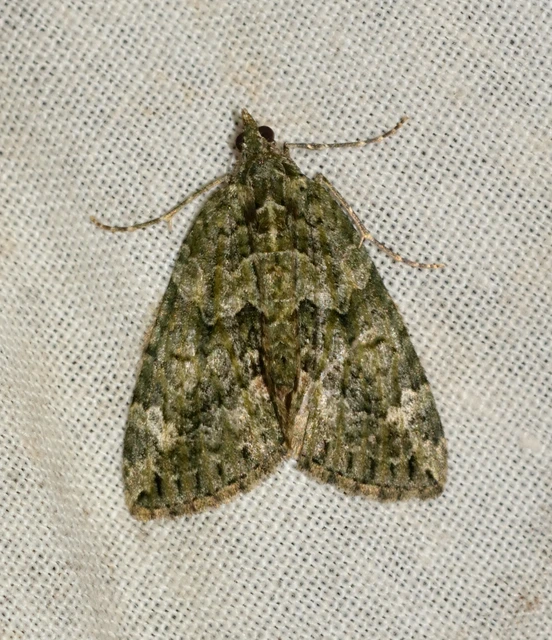 Chloroclysta siterata - salátazöld araszoló