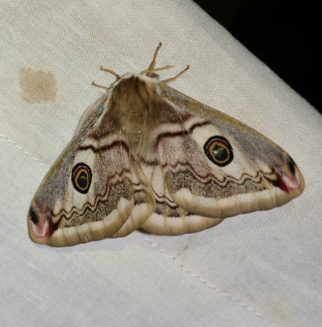 Saturnia pavoniella/pavonia