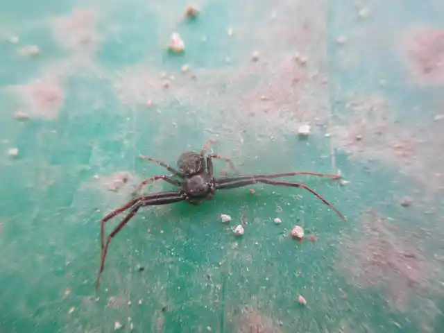 Xysticus