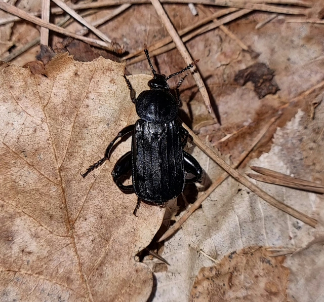 Necrodes littoralis - nagy dögbogár