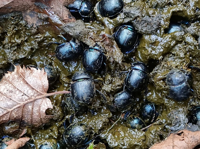 Anoplotrupes stercorosus - erdei álganéjtúró