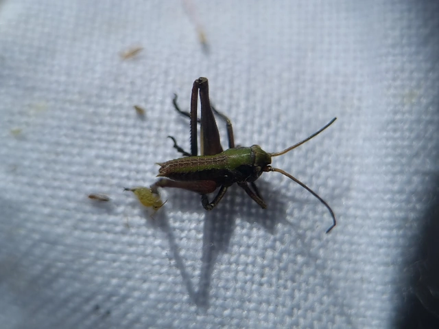 Decticus verrucivorus - szemölcsevő szöcske