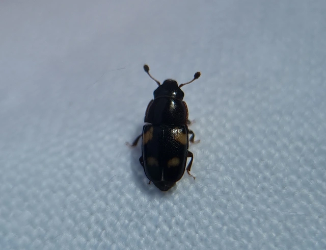 Glischrochilus quadrisignatus - amerikai fénybogár Glischrochilus quadrisignatus - amerikai fénybogár