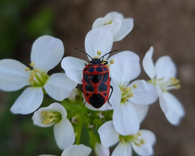 Eurydema dominulus Eurydema dominulus