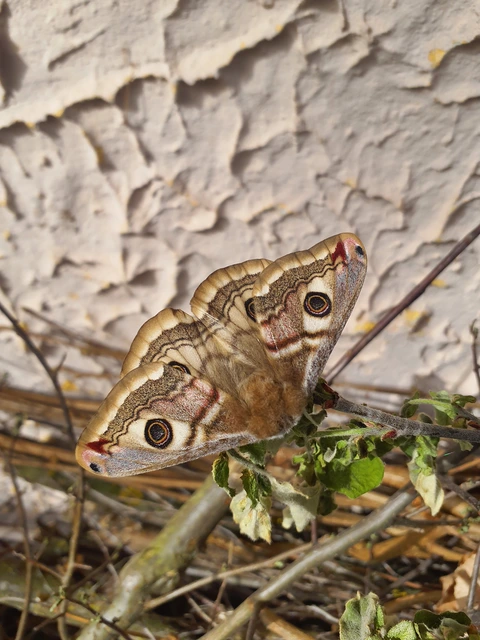 Saturnia pavoniella/pavonia
