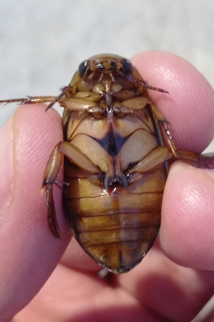 Dytiscus circumcinctus - barnahasú csíkbogár