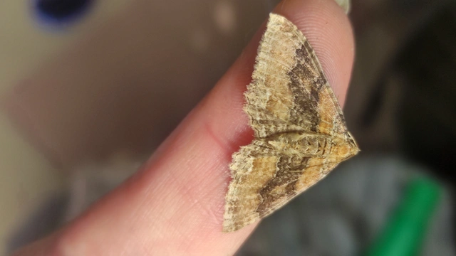 Hydria cervinalis - őzbarna araszoló