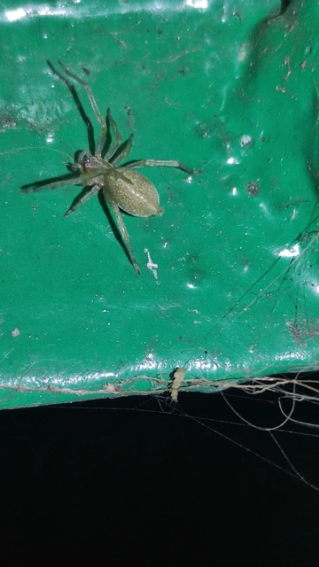 Cheiracanthium