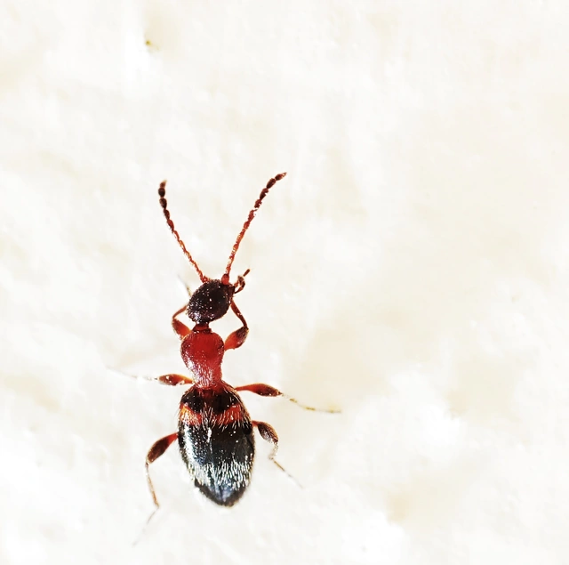 Anthelephila pedestris - hangyaszerű fürgebogár