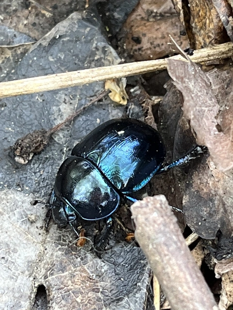 Trypocopris vernalis - tavaszi álganéjtúró