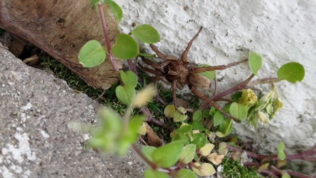 Nemesia budensis/pannonica