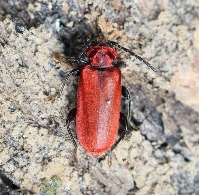 Pyrrhidium sanguineum - tűzpiros facincér