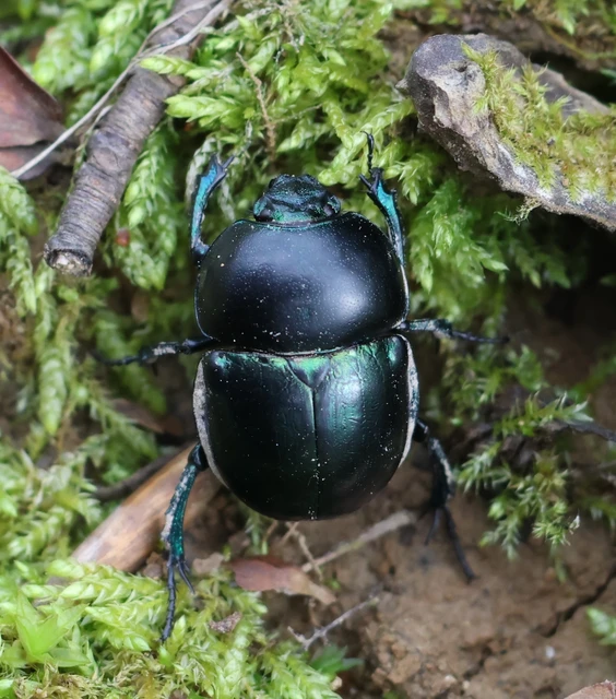 Trypocopris vernalis - tavaszi álganéjtúró