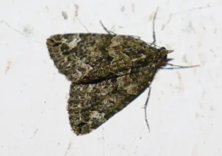 Chloroclysta siterata - salátazöld araszoló
