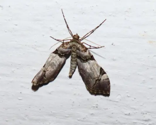 Anticlea derivata - vadrózsa-tarkaaraszoló