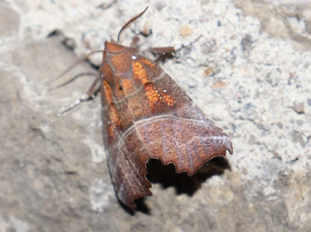 Scoliopteryx libatrix - vörös csipkésbagoly