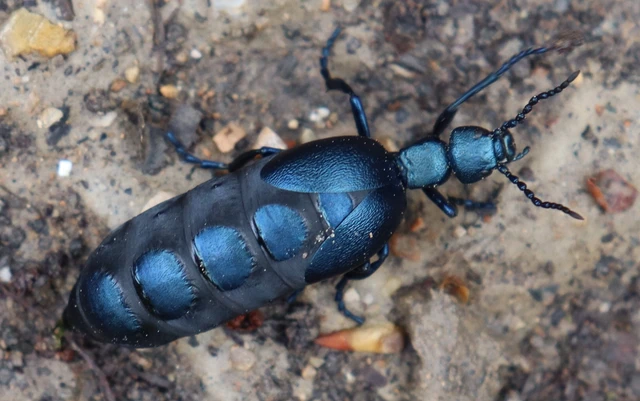 Meloe violaceus - kék nünüke