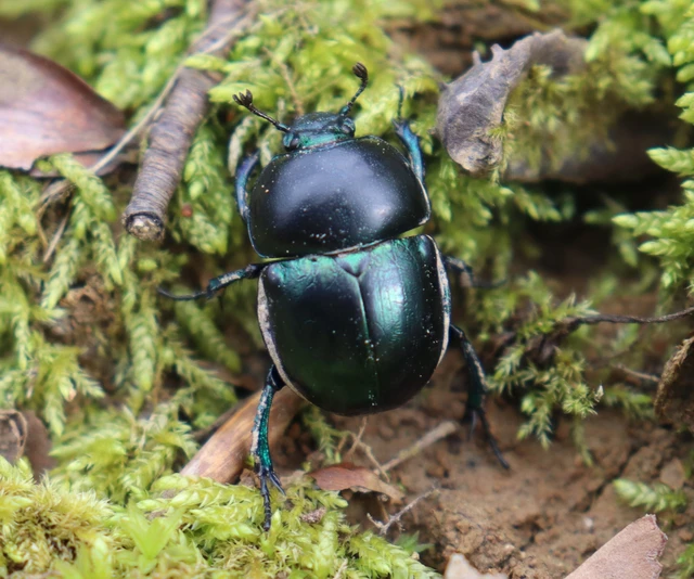 Trypocopris vernalis - tavaszi álganéjtúró