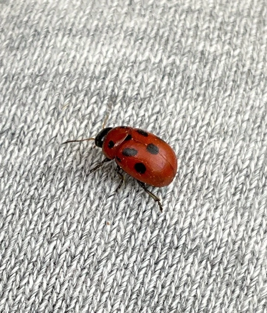 Gonioctena fornicata - közönséges lucernabogár