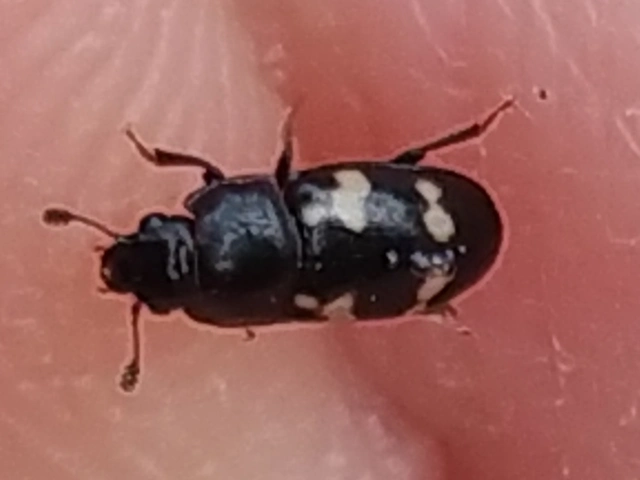 Glischrochilus quadrisignatus - amerikai fénybogár Glischrochilus quadrisignatus - amerikai fénybogár
