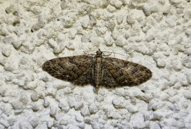 Eupithecia abbreviata - korai törpearaszoló