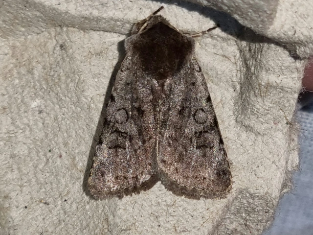 Cerastis rubricosa - vörhenyes tavaszibagoly