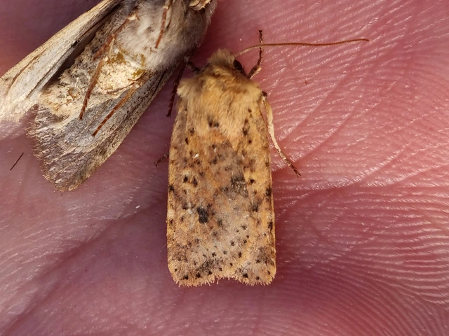Conistra rubiginea - vörös őszibagoly