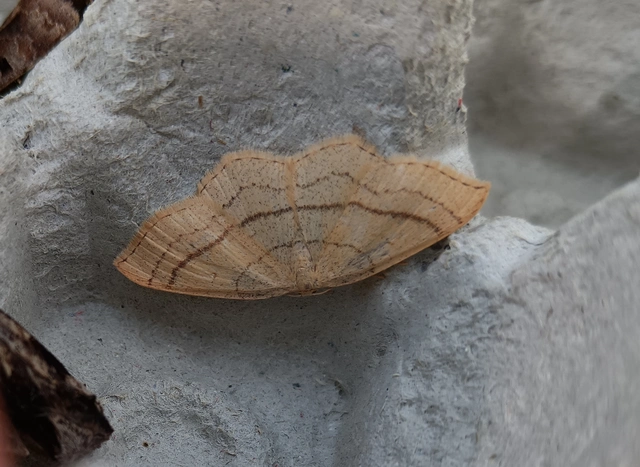 Cyclophora linearia - vonalas pettyesaraszoló