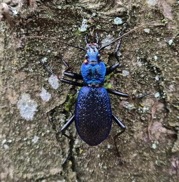 Carabus intricatus - kék laposfutrinka