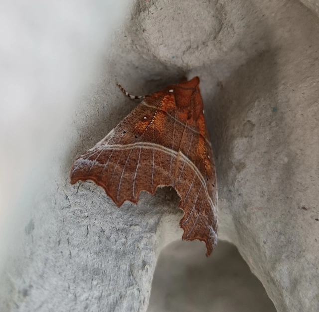 Scoliopteryx libatrix - vörös csipkésbagoly