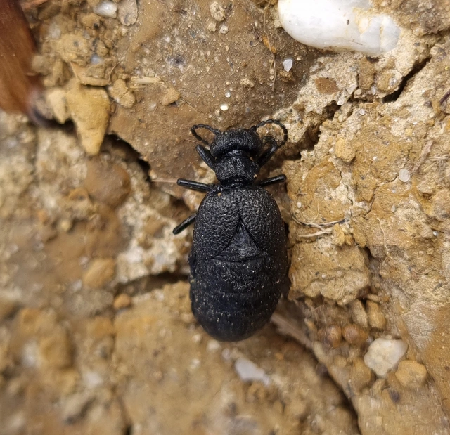 Meloe rugosus - ráncos nünüke