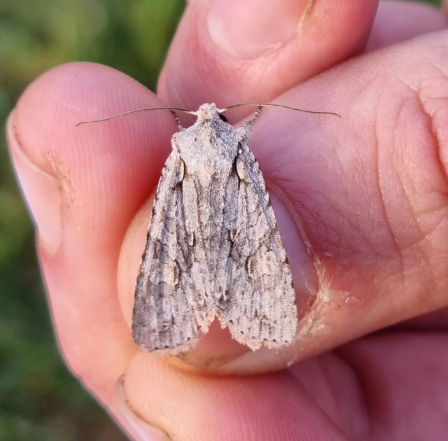 Lithophane ornitopus - közönséges fabagoly