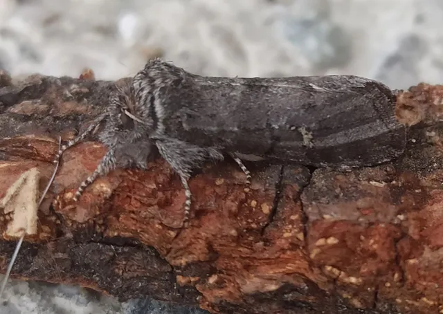 Asphalia ruficollis - vörösnyakú pihésszövő