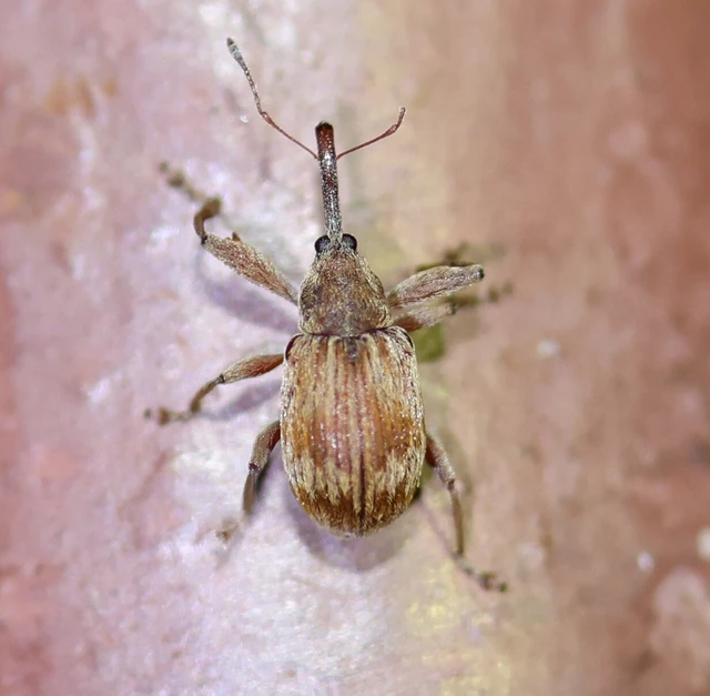 Anthonomus rectirostris - meggymaglikasztó Anthonomus rectirostris - meggymaglikasztó